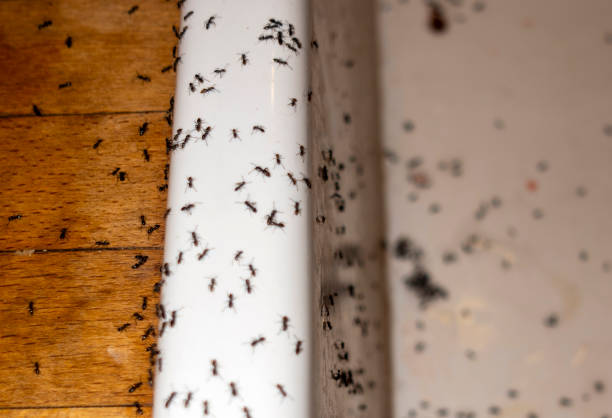 Pest Control Cost in Pine Knoll Shores, NC